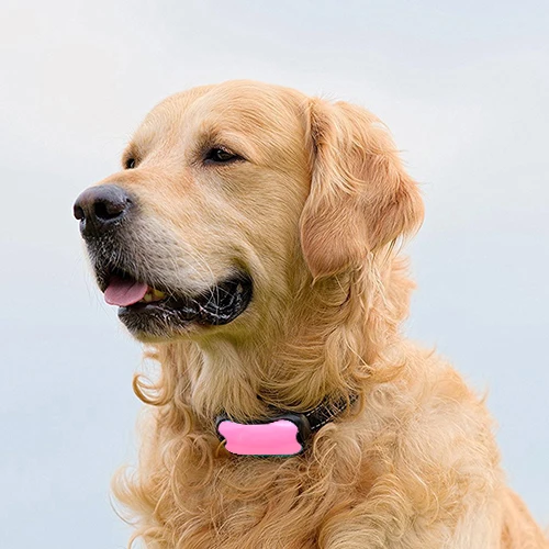 tz-pet683 008.jpg