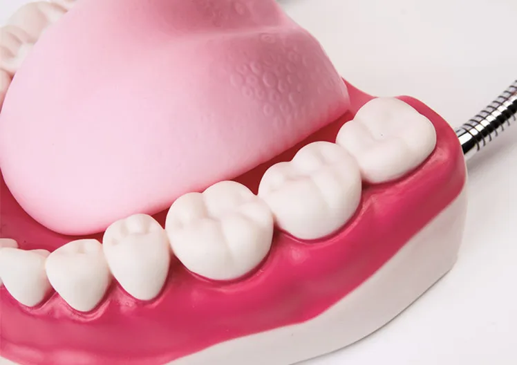 Kindergarten Teaching Children Brush Teeth Toy Dental Care Model