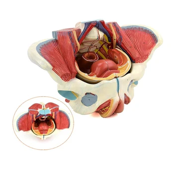 Female Pelvic Anatomical Model With Genital And Vascular Nerve For ...