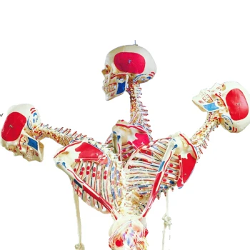 skeleton model.jpg