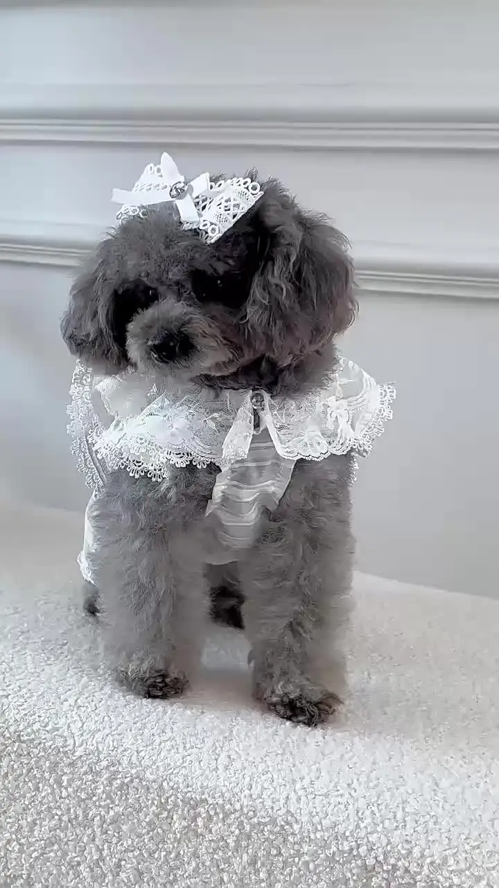 sachin and babi light blue dress Festive Holiday Dresses for Tiny Paws! Winter Christmas Cosplay Cat & Dog  Princess Puppy Dress - Shop Now! from Dhgate Dog Dresses main image 0