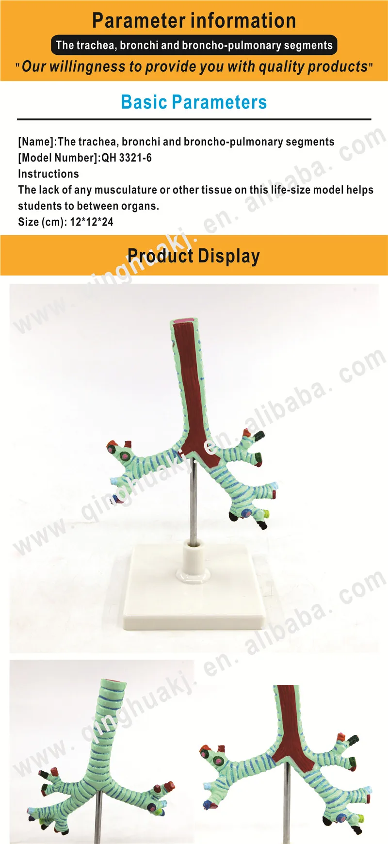 The Trachea, Bronchi and Broncho-pulmonary Segments Lung Model