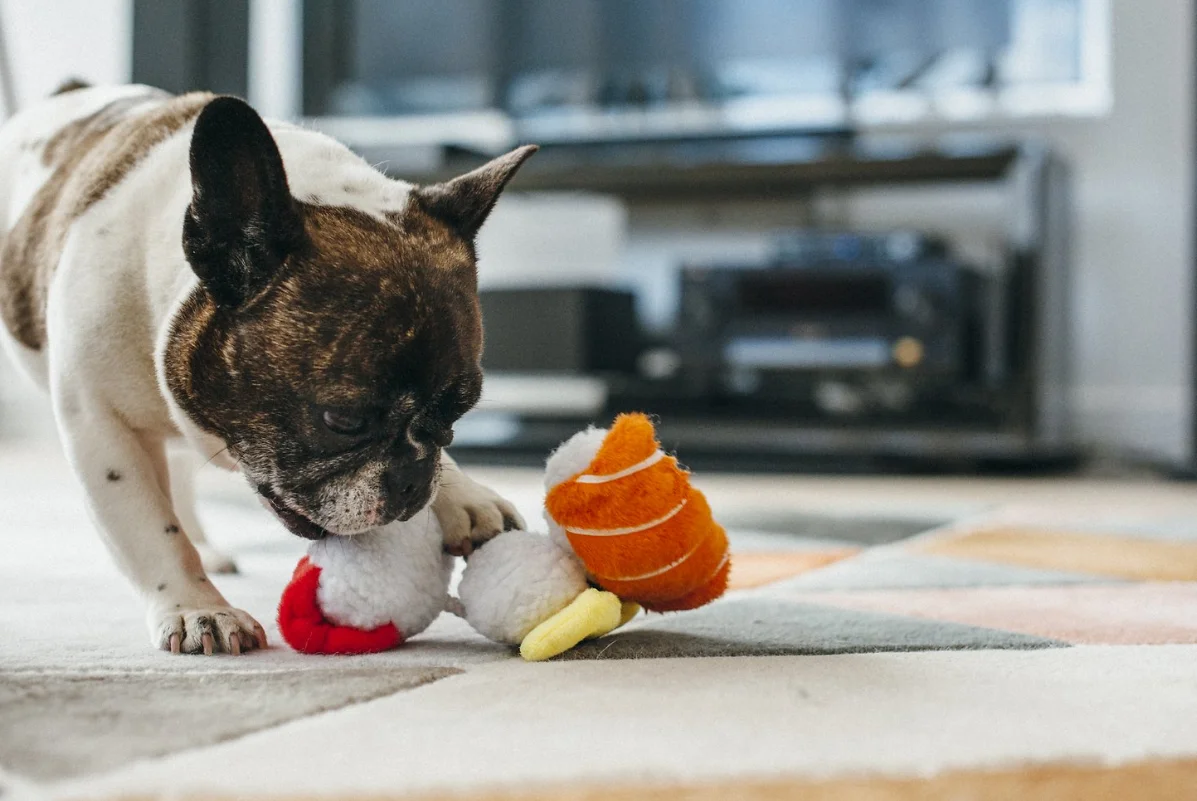 sushi dog toy