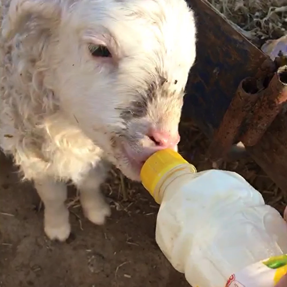 Sheep Goat Lamb Feeding Milk Bottle Nipple Red Pacifier Soft Silicon