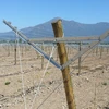 "Y" shape vineyard open gable trellis post