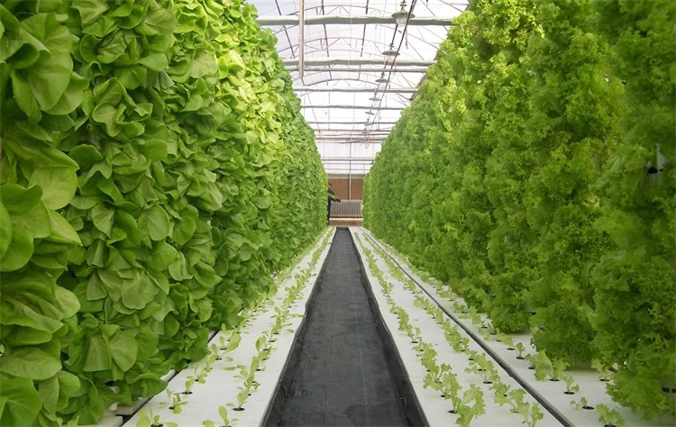 indoor hydroponic greenhouse