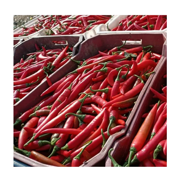 Organic Egyptian Chili Pepper Hot Style Red Chili Powder Spices Packing