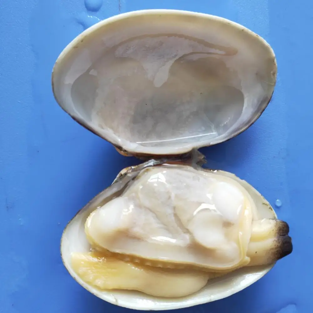 
frozen fresh new boiled short necked clam with shell 