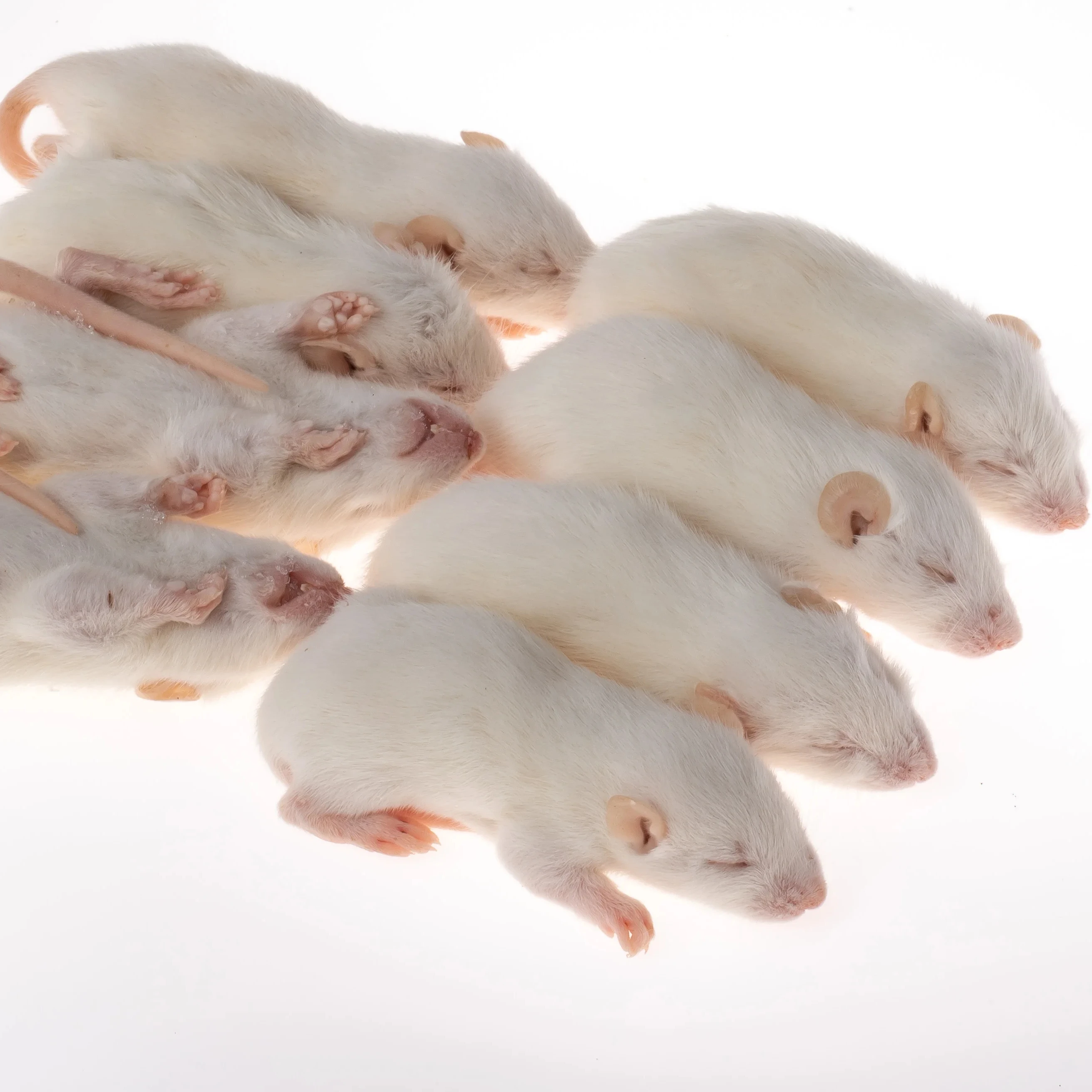 Pinky Mice For Pet Snakes,Lizards,Frogs,Turtles,Crocodiles,Foxes,Hawks