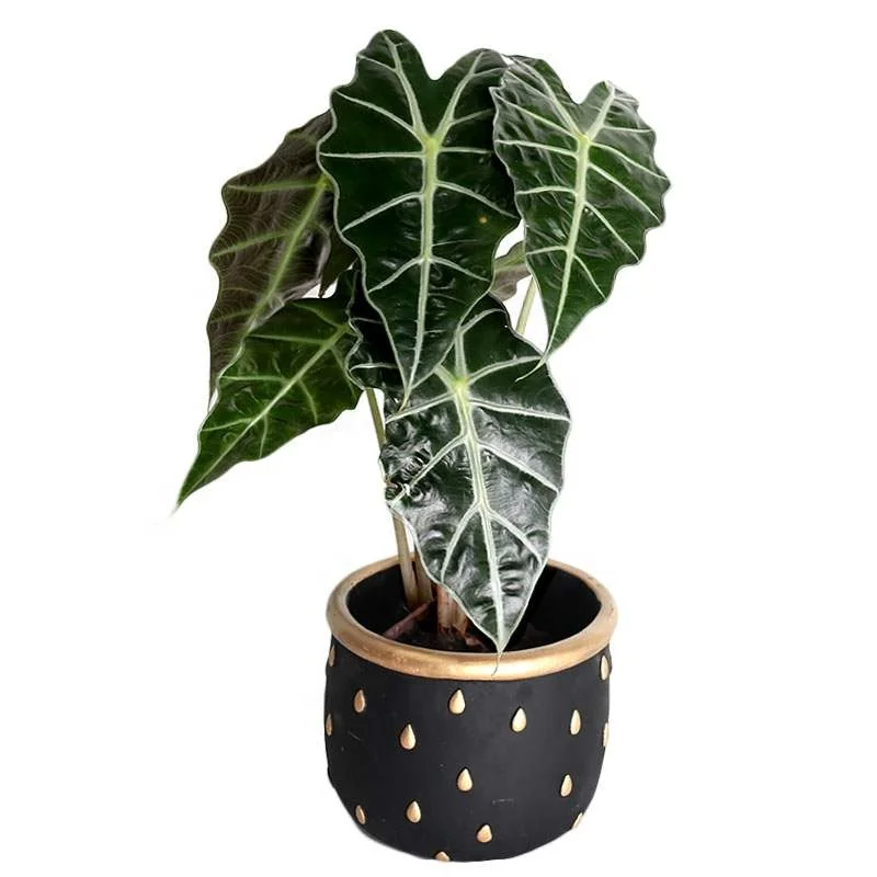 
Hot wholesale high quality real plants Alocasia Bambino tissue culture seedling of indoor plants seedling Supplier 