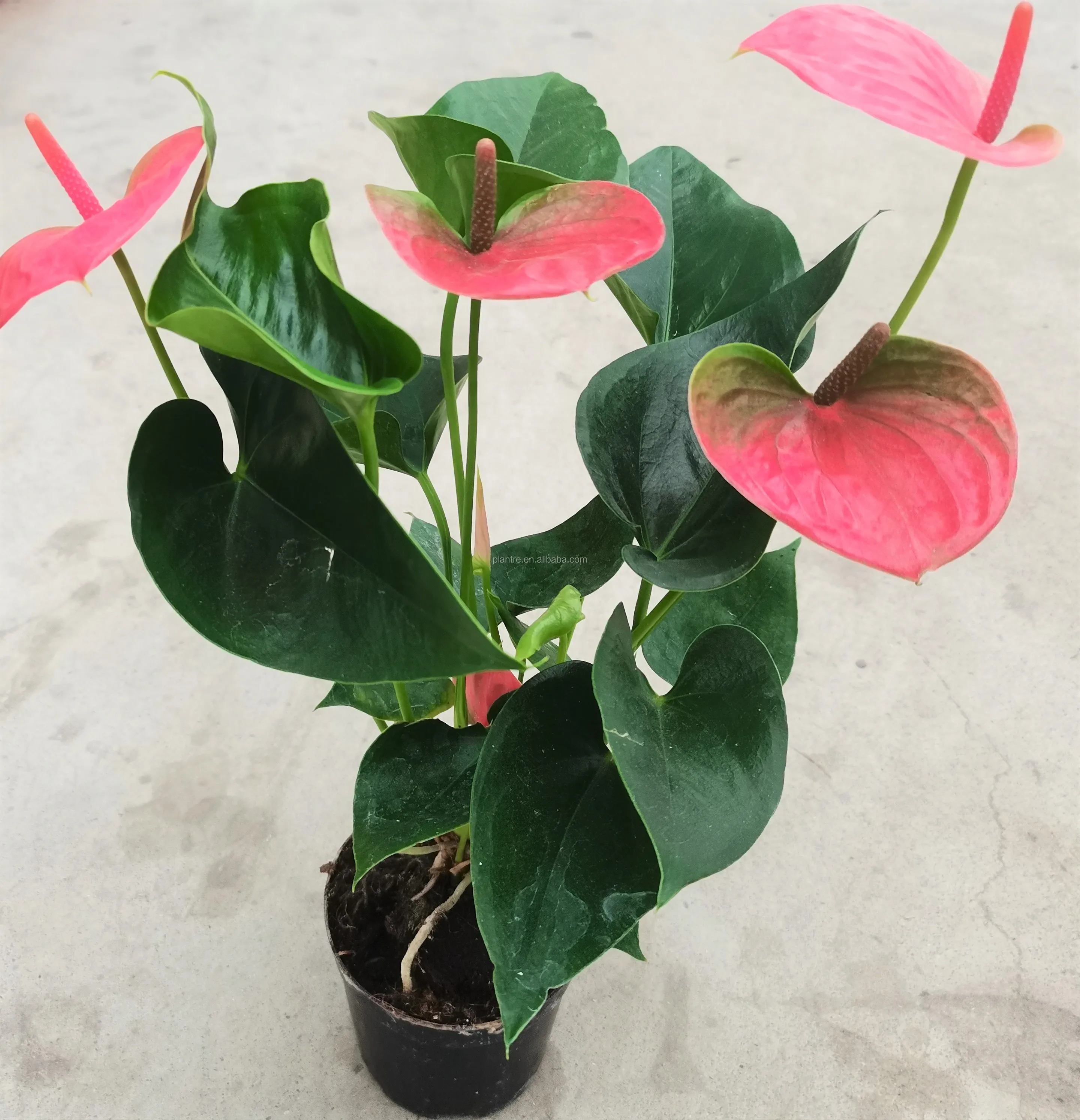 Cheap Hot Sale Real Beautiful Anthurium Andraeanum Linden Flower
