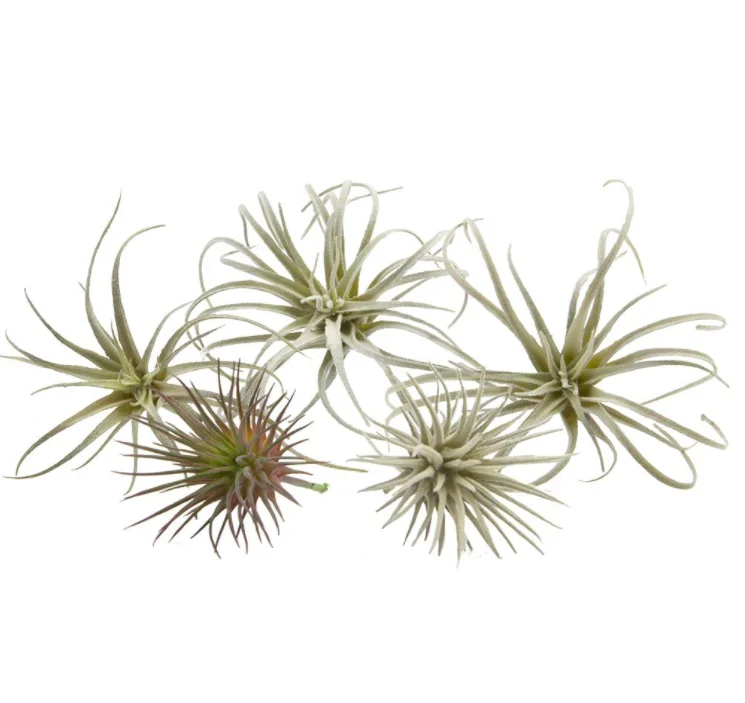 Super September Hot Sales Set Of 5 Faux Artificial Faux Tillandsia Air Plants Bromeliads Buy