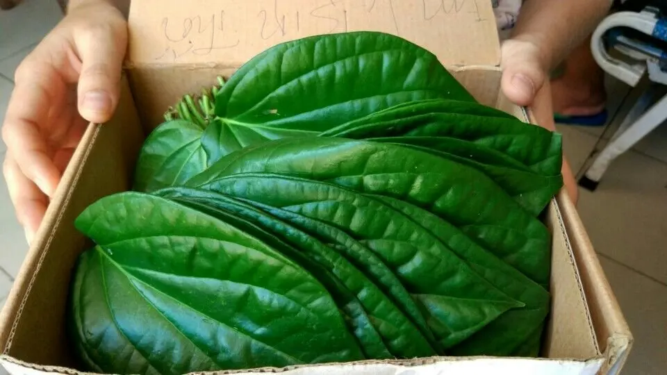100 Fresh Betel Leaves Super Cheap Price With High Export Standard From Vietnam Best Seller