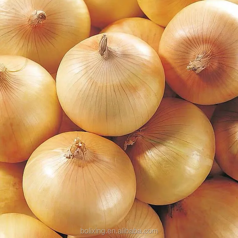 fresh yellow onion
