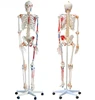 170cm plastic skeleton model medical teaching anatomy human skeleton model