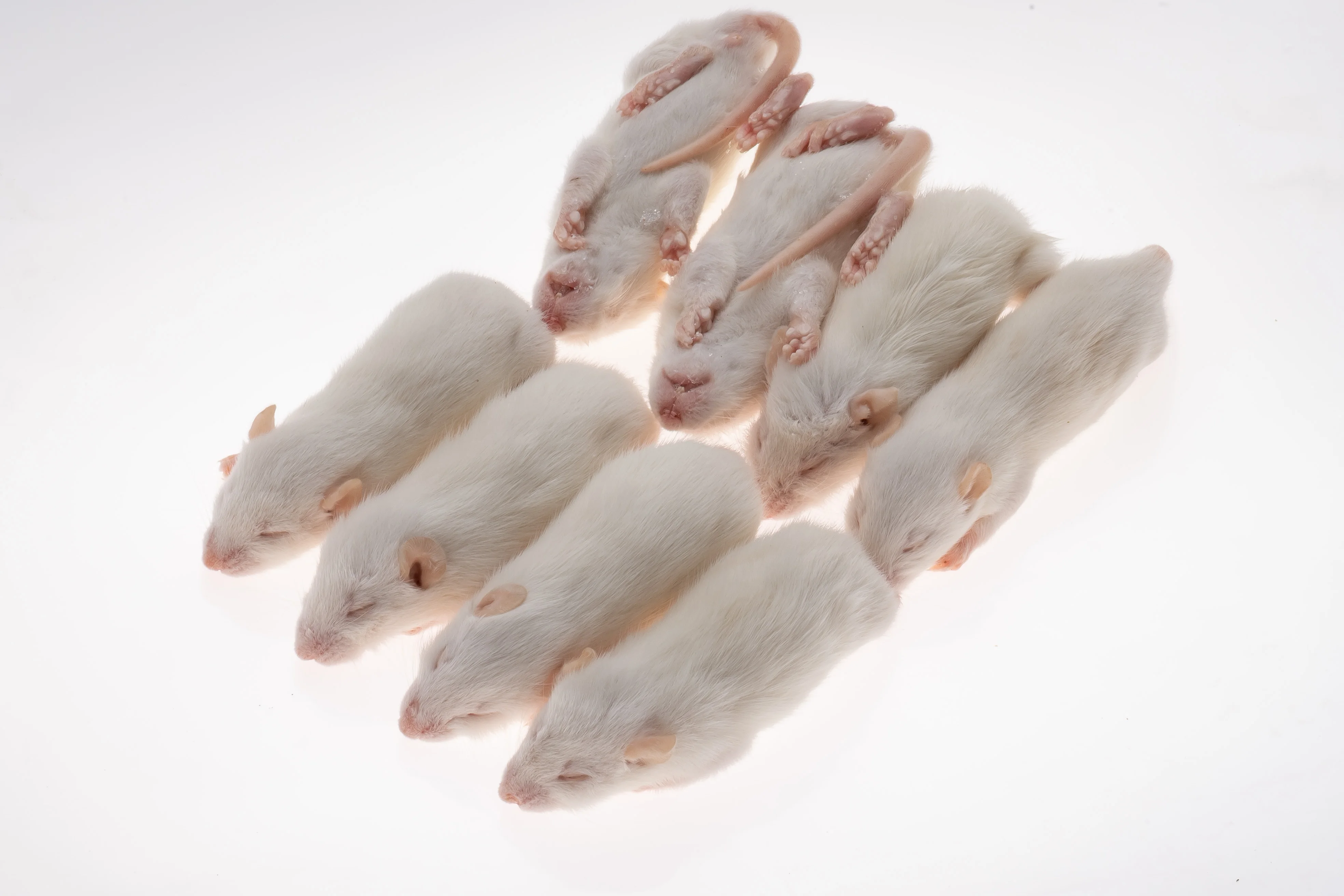 Pinky Mice For Pet Snakes,Lizards,Frogs,Turtles,Crocodiles,Foxes,Hawks
