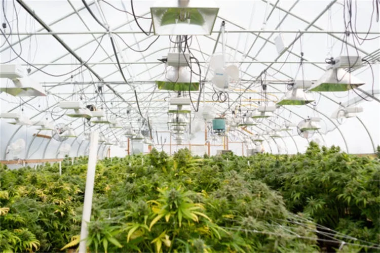 heavy duty greenhouse plant gardening