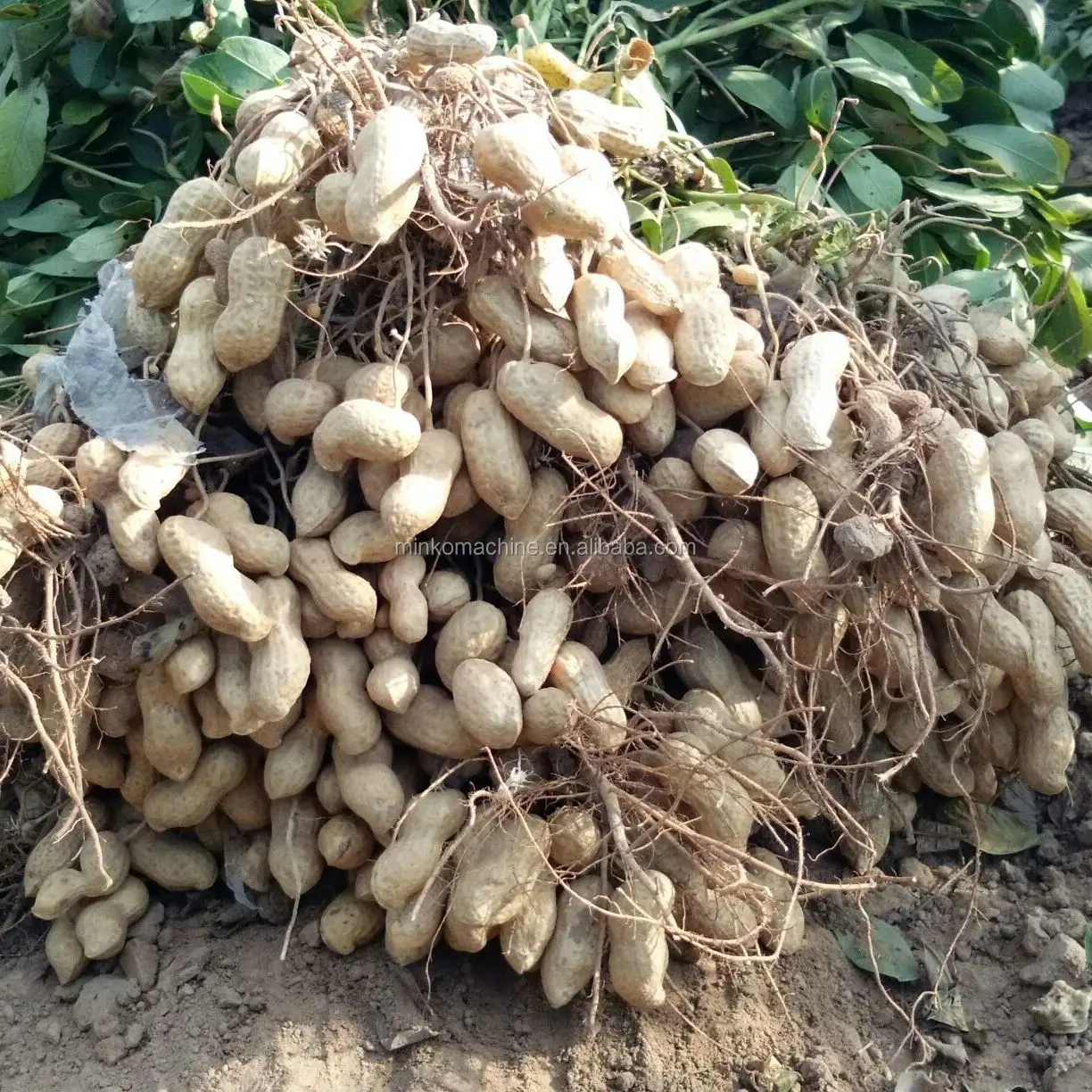 efficient peanut combine harvester machine groundnut harvester