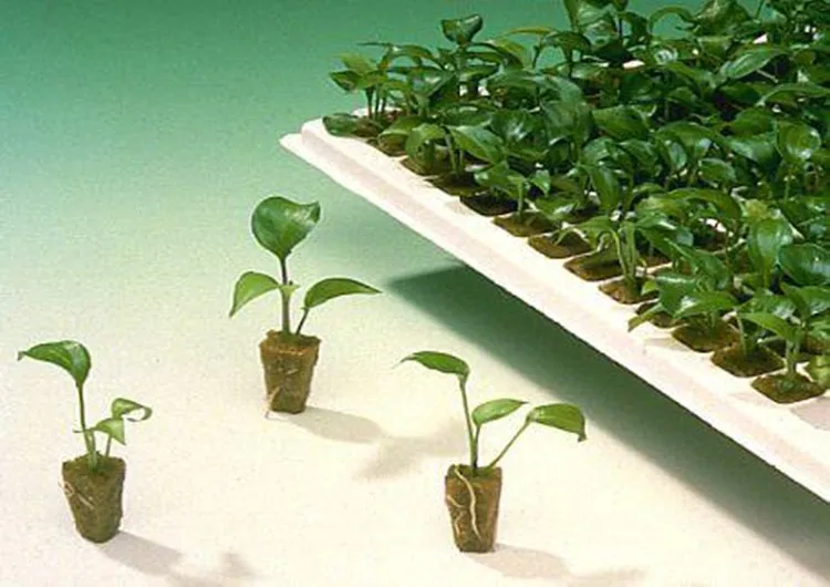 Best Hydroponic Grow Media 1inch Rock Seedling Sponge Wool Grow Cubes 3