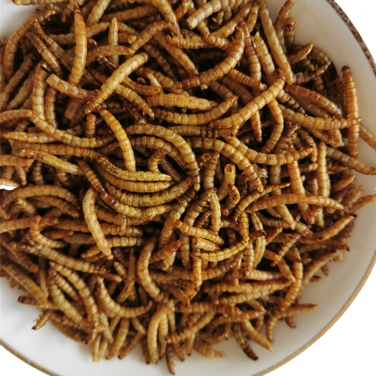 wholesale mealworm.jpg
