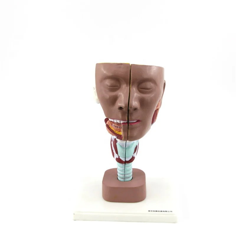 Anatomy Human Head Model For Teaching Model - Buy Educational Model ...