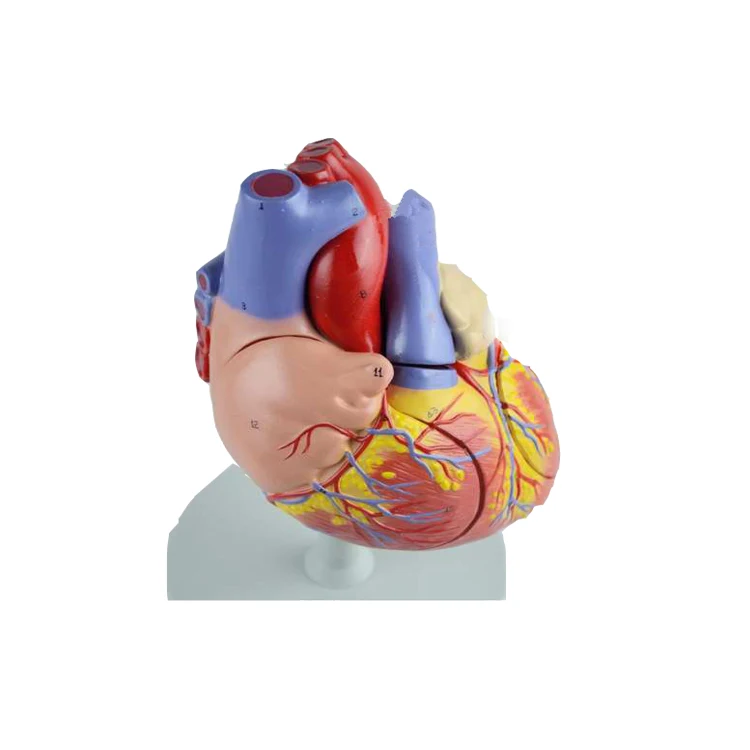3 Pecas Plasticos Medicos Anatomia Do Coracao Humano Modelo Buy Modelo De Coracao Modelo Do Coracao Humano Tamanho Vida Passar O Modelo Do Coracao Humano Product On Alibaba Com
