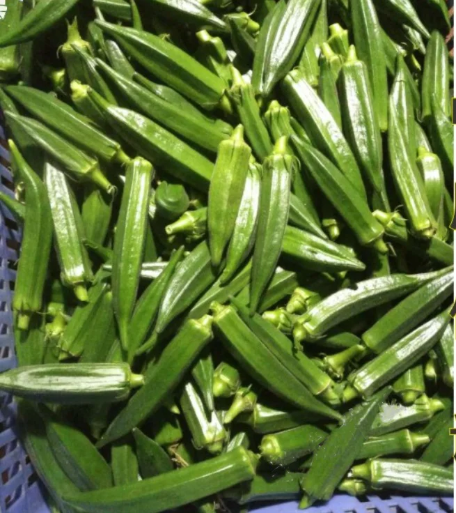 2020 Hot Sale Hybrid F1 Okra Seeds High Yield Buy Okra Seeds,Hybrid