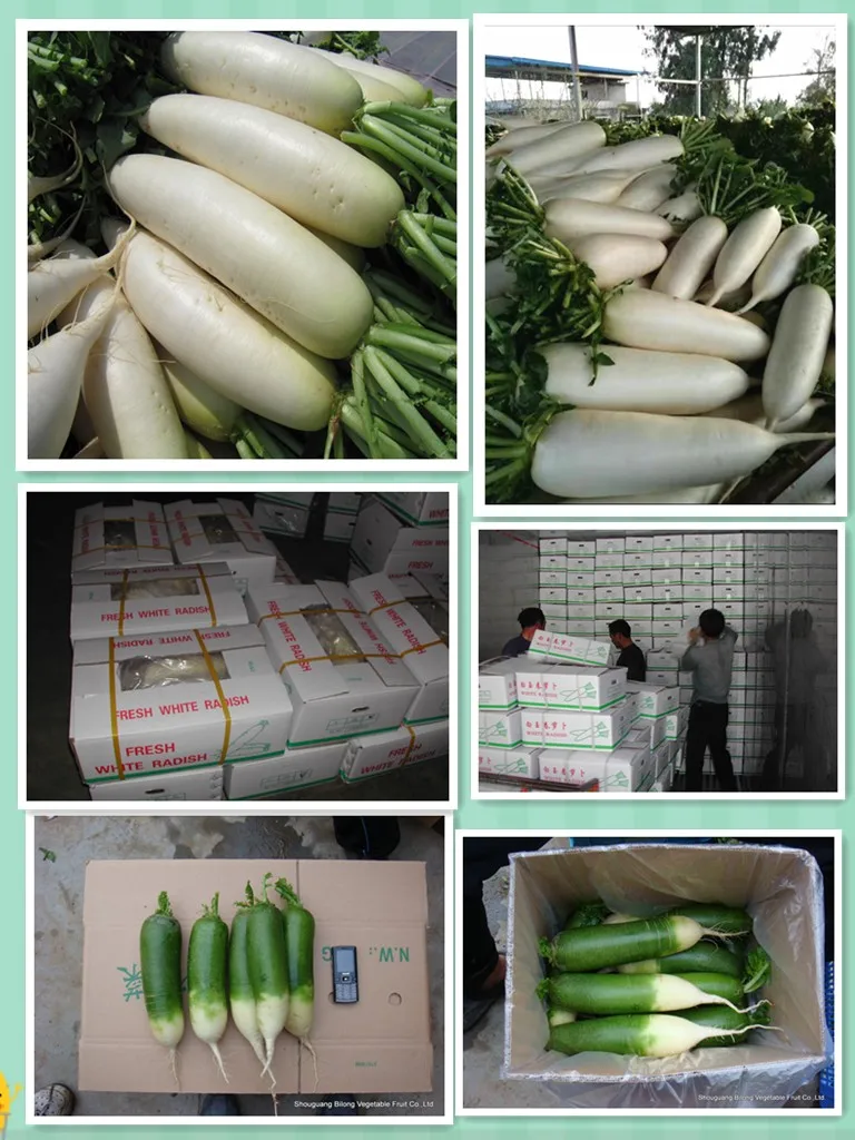 radish.jpg
