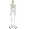 /product-detail/180cm-high-human-skeleton-model-62253979273.html