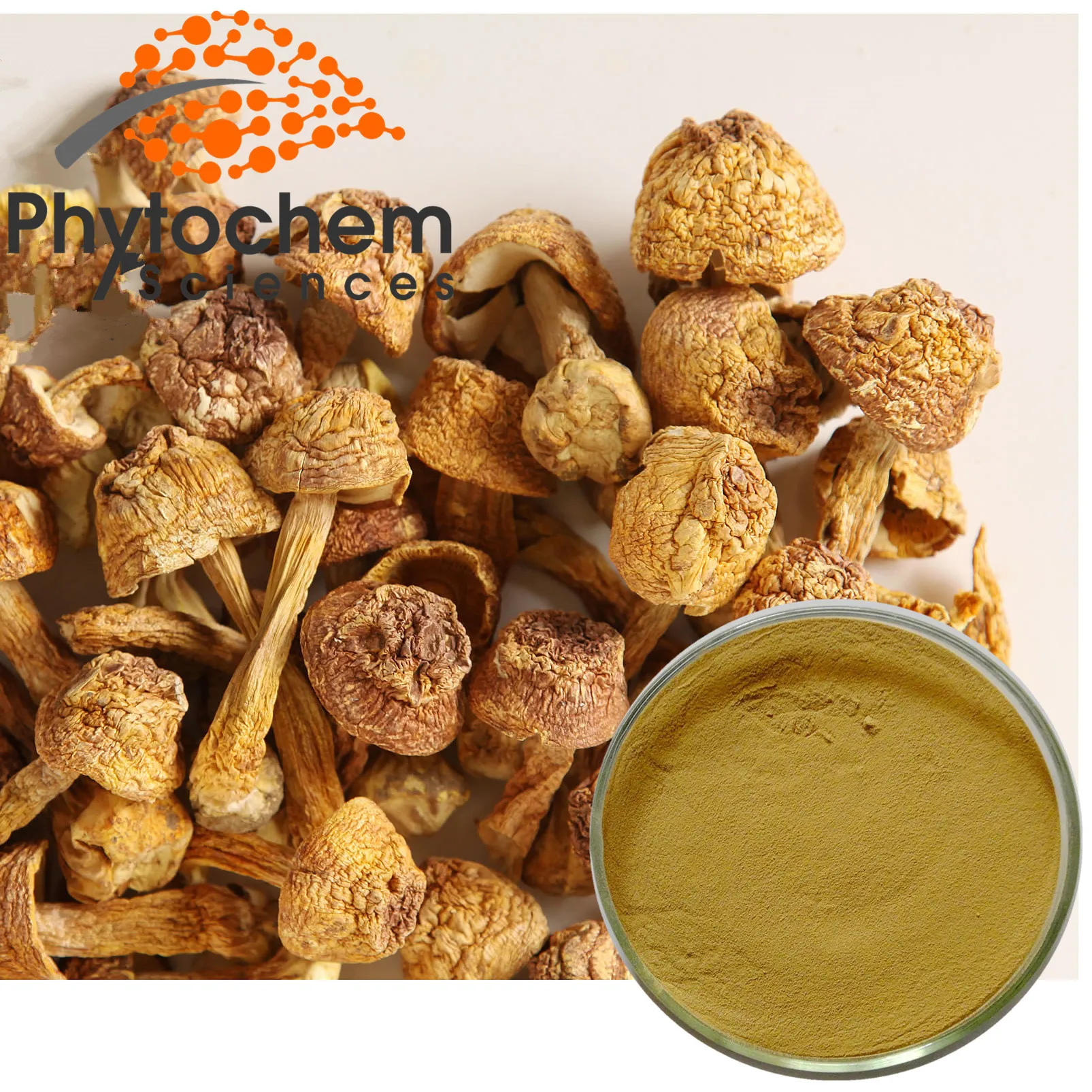 Agaricus Blazei powder.jpg