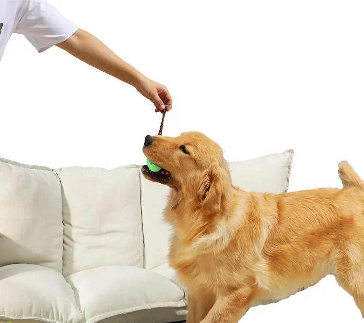 dog destroys stuffed toys