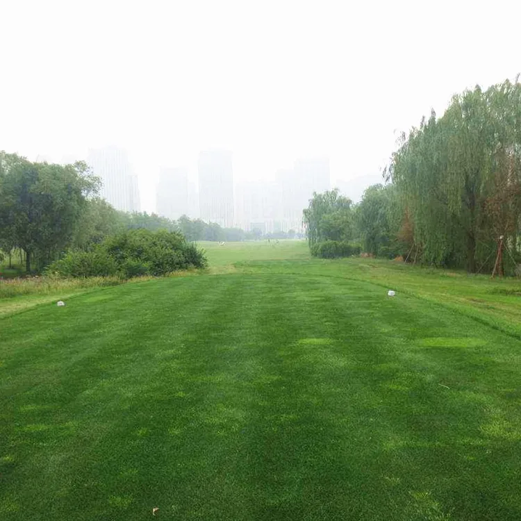 Easy Growing Poa Annua Grass Seeds Annual Bluegrass Seeds For Poultry Feed Buy Forage Seeds Turf Grass Other Garden Ornaments Product On Alibaba Com