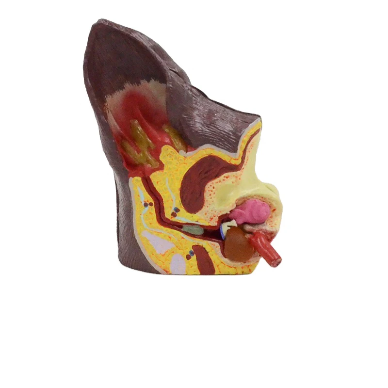Gelsonlab Hsbm493 Canine Ear Model Dog Ear Animal Anatomy Model For