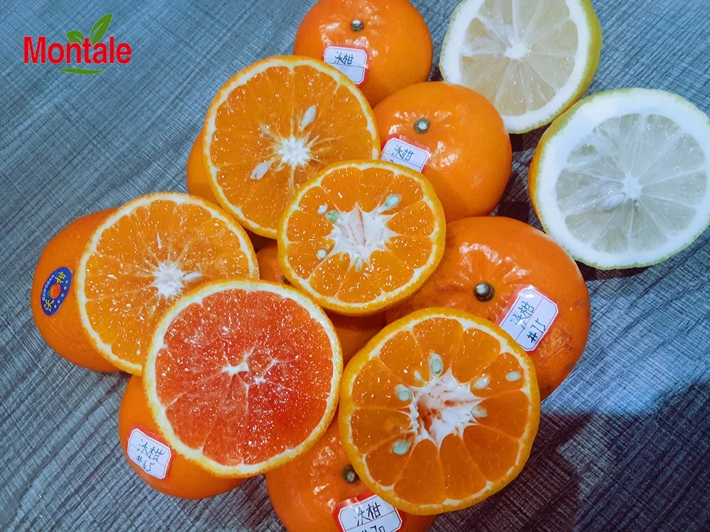 Citrus Fresh Orange мандарины