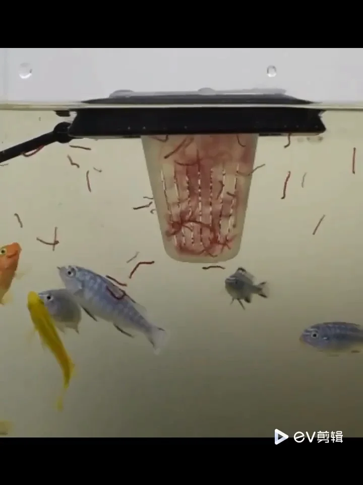 Aquarium Red Worm Feeder For Aquarium Cone Feeding Live Frozen Brine