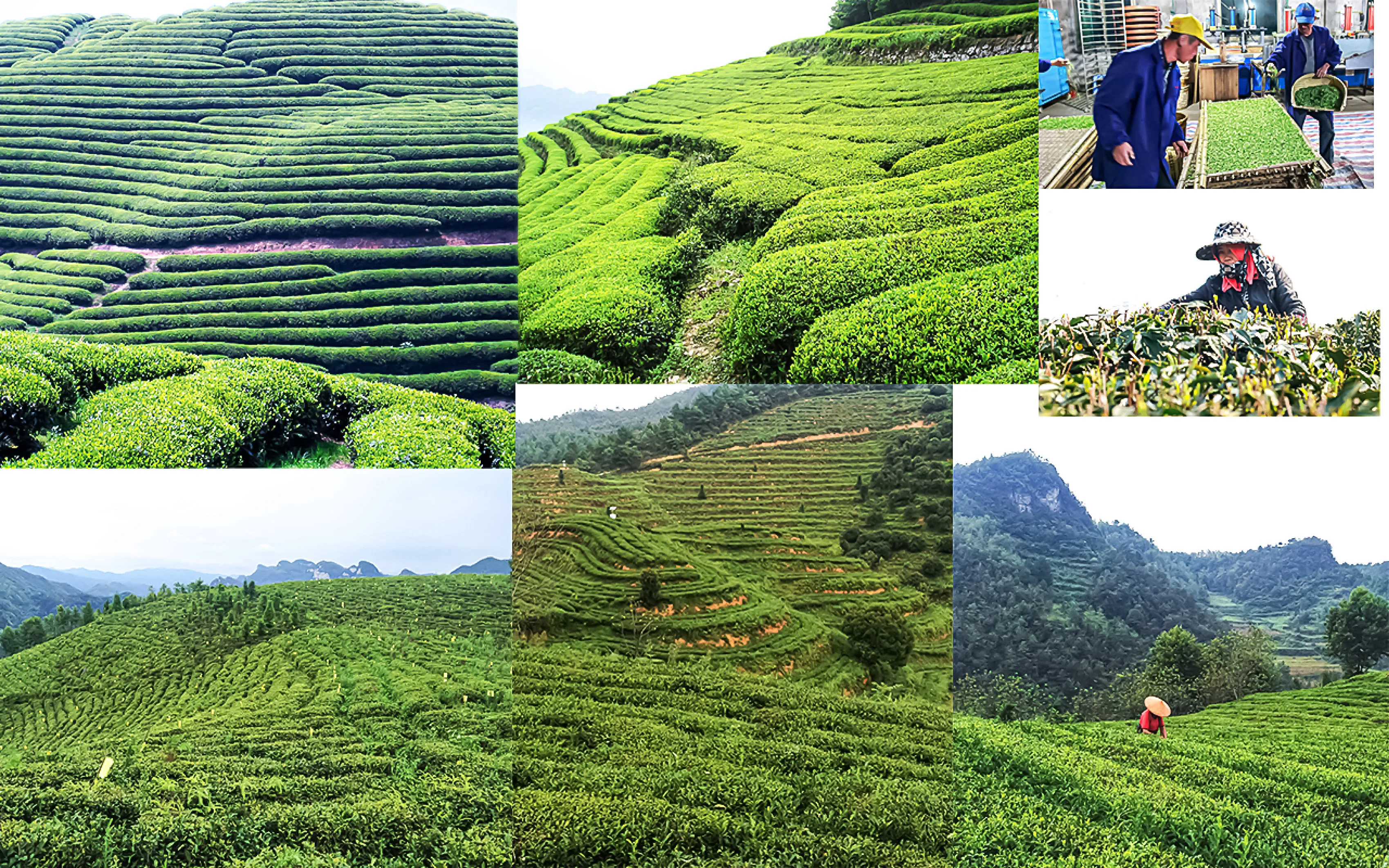 Tea Garden.jpg