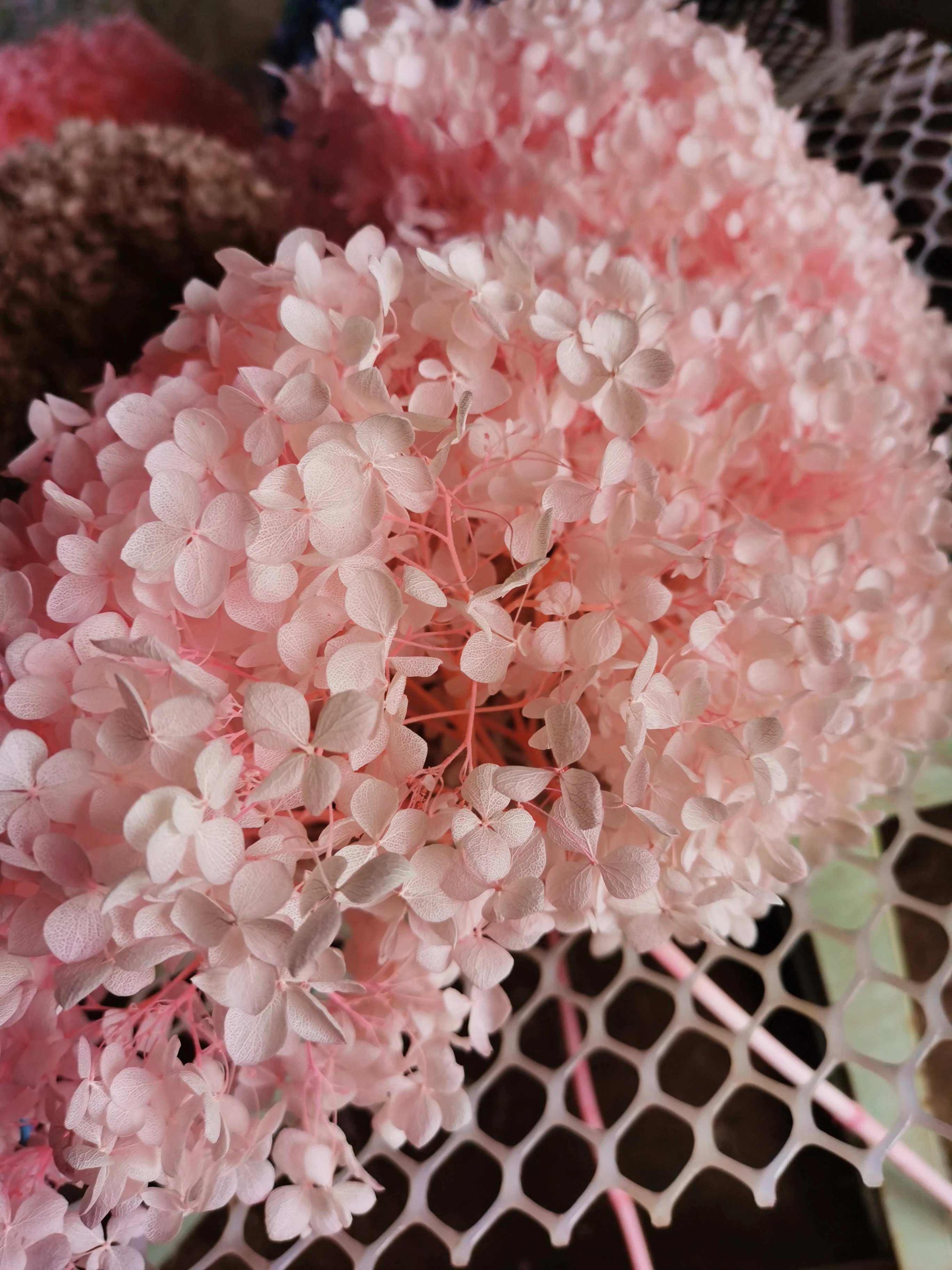 yunnan hot sale natural preserved flower preserved hydrangea for