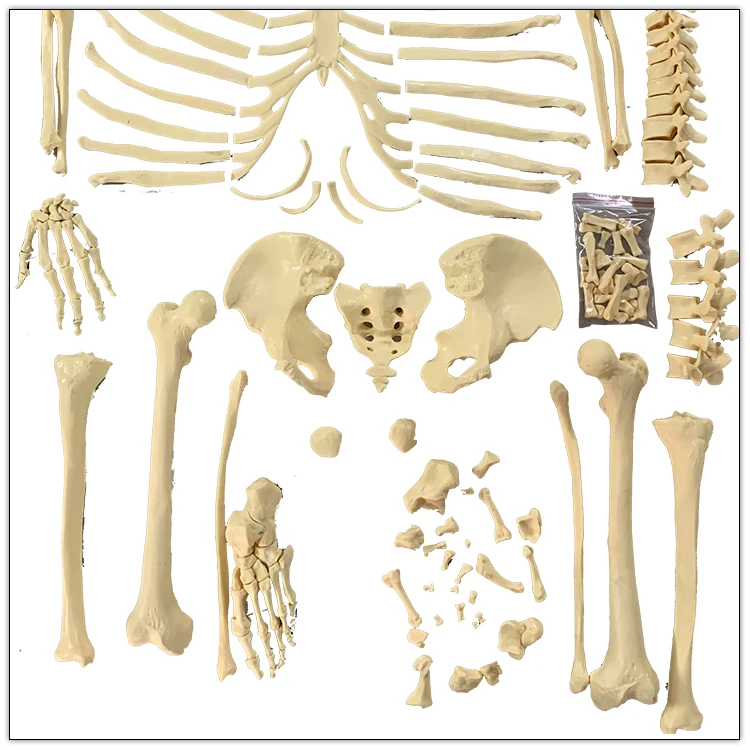 Bones model. Макет кости. Модели костей. Модель кости. Макеты костей.