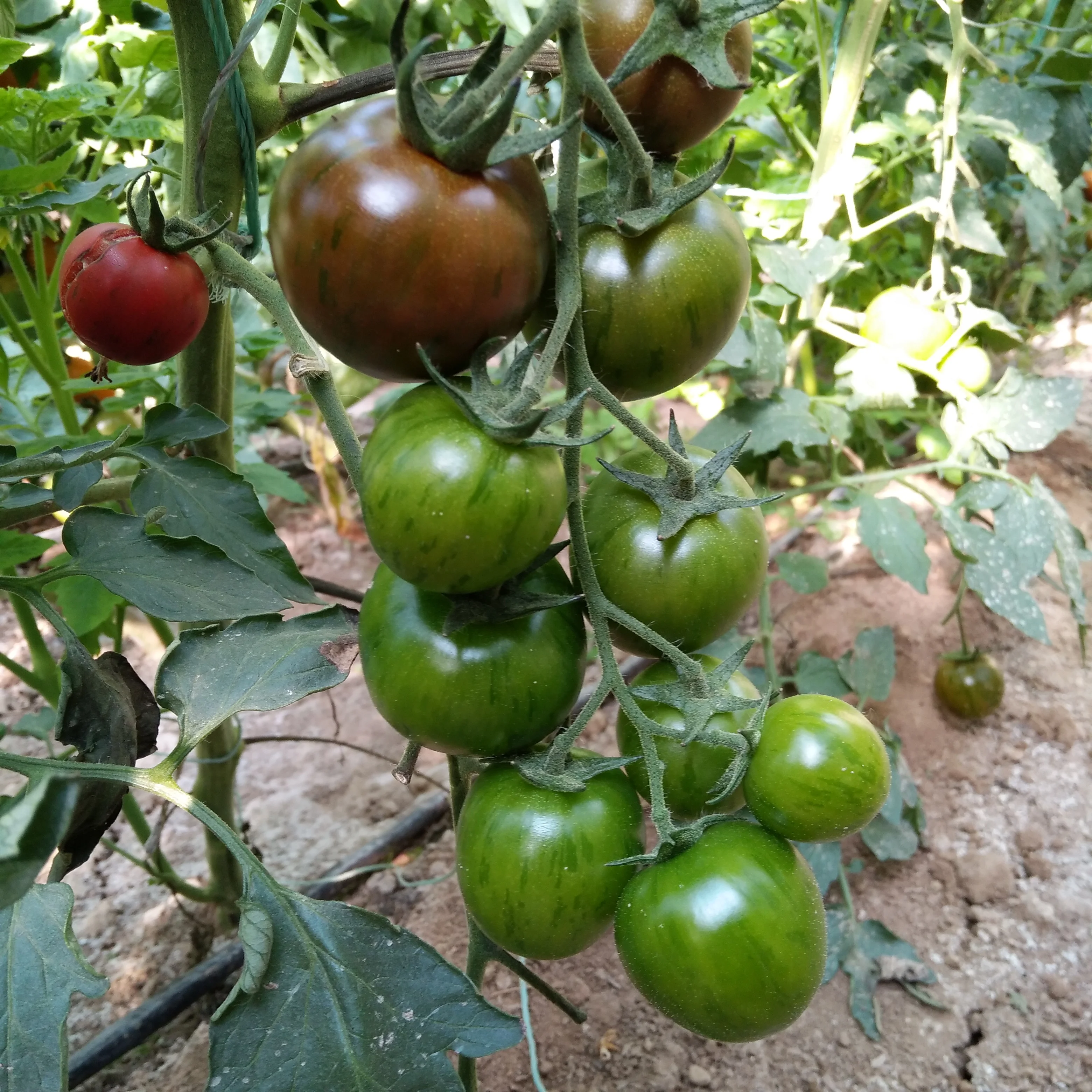 High Yield Hybrid F1 Cherry Tomato Seeds For Sale In