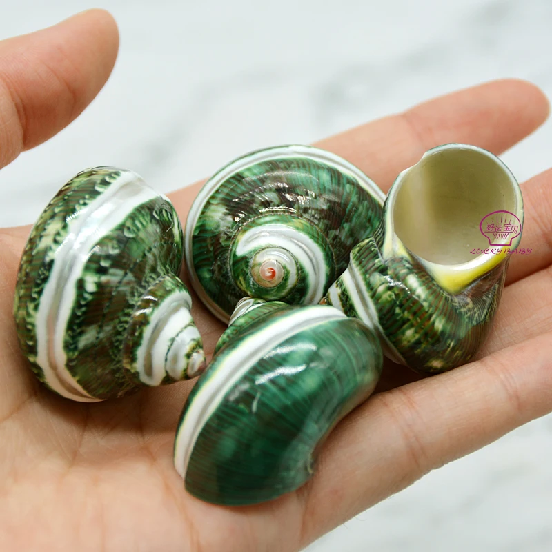 Wholesale Natura Seashell Green Conch For Diy Home Decoration Buy Natura Seashell Green Conch