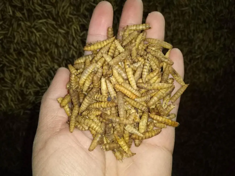 High Protein Organic Dried Black Soldier Fly For Sale Buy Black