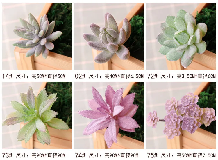 succulents (31).jpg