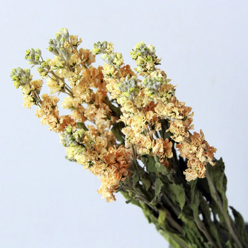 Yunnan Wholesale Dried Flower Violet Flower As Decoration Buy Violet