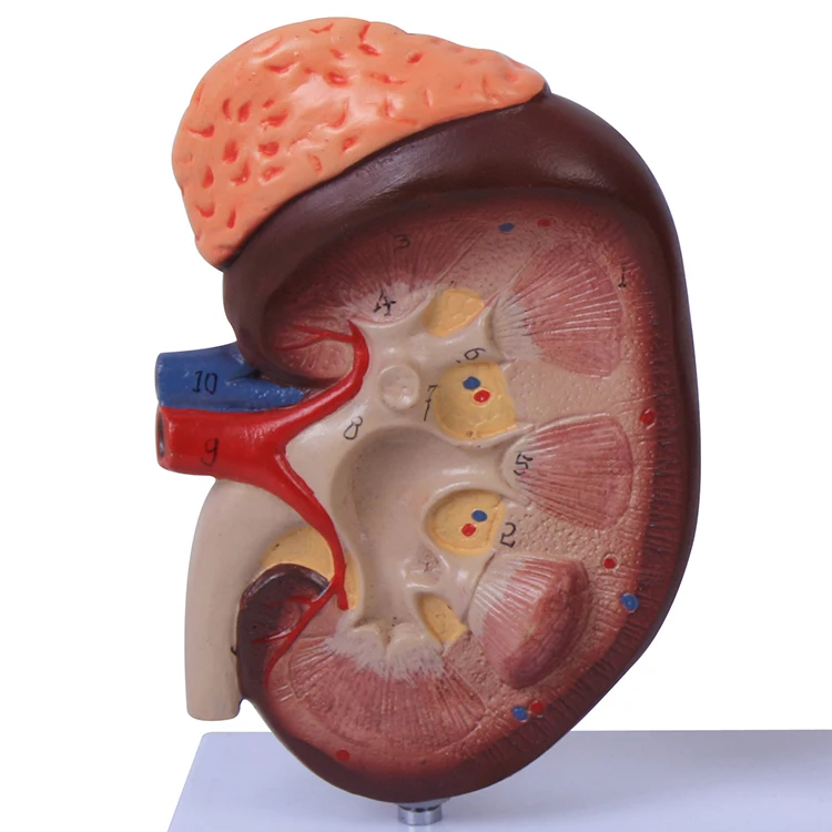 Plastic Kidney Nephron and Glomerulus Model of a Human Kidney manufacture