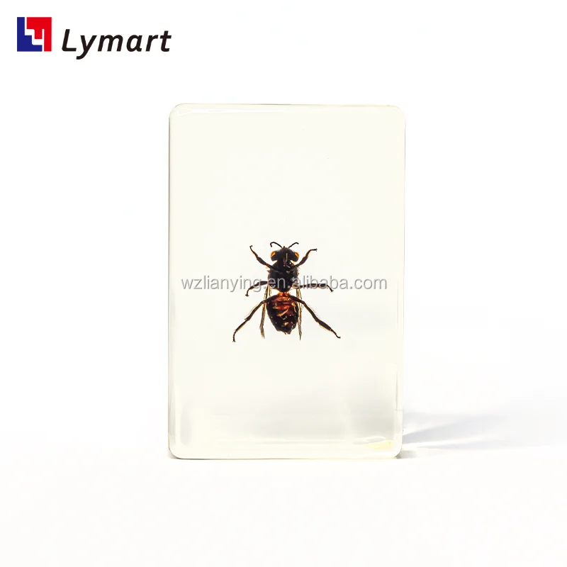 Transparent Bee Resin Specimen For Teaching - Buy Real Insect Specimens ...