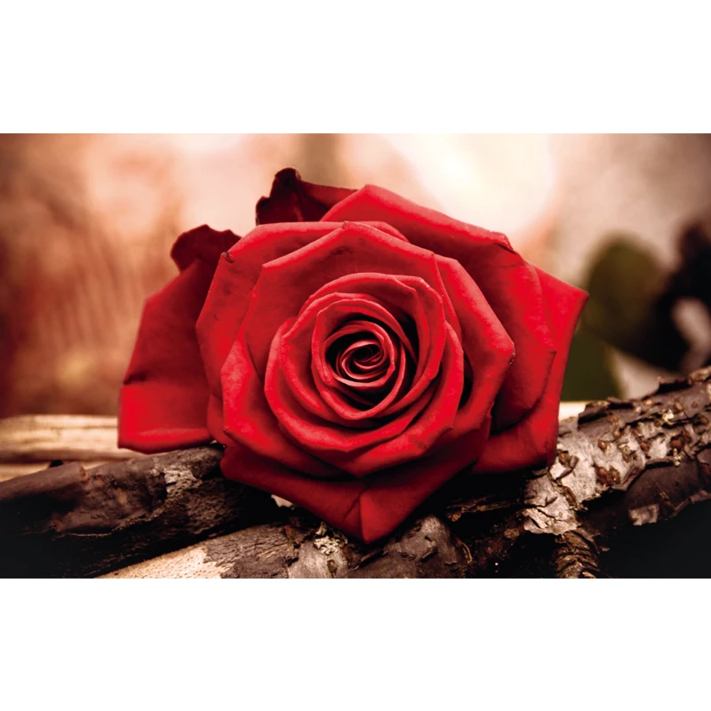 Cari Terbaik Gambar Bunga Mawar Merah Produsen Dan Gambar Bunga