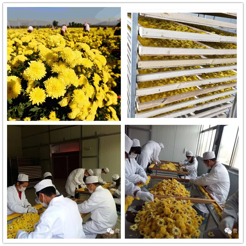Good Quality Yellow Chrysanthemum Organic Flower Tea - 4uTea | 4uTea.com