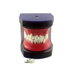 China market Best selling typodont teeth model dental model