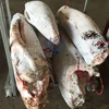 HGT seafrozen swordfish market price