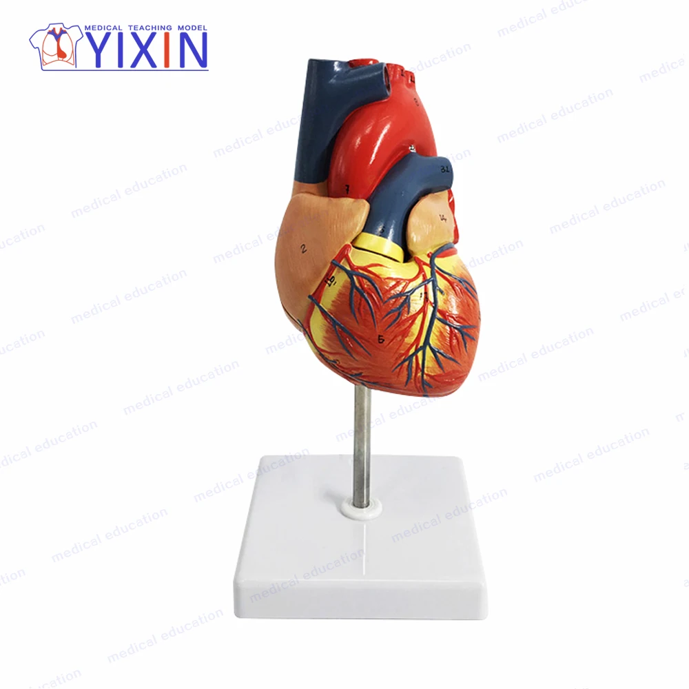 Yixin/ 2-part Life-size Plastic Human Heart Model For Anatomy Learning ...